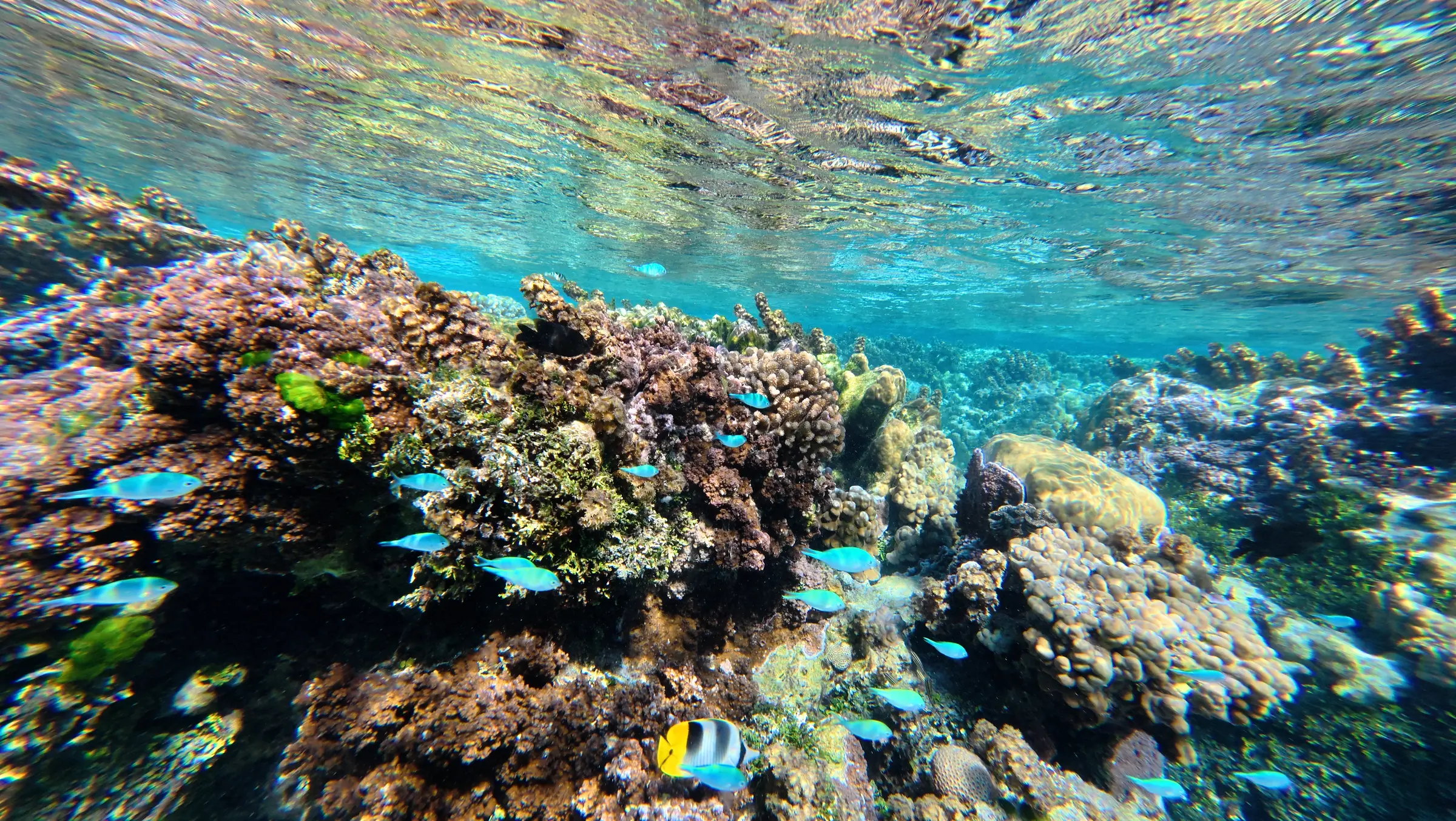 Snorkelling among fish in a Polynesian lagoon